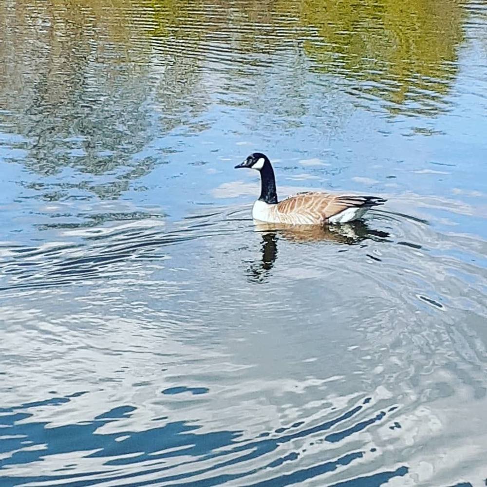 Meet your Posher, Ronald